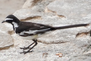 Motacilla aguimp - Witwenstelze